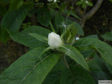 White flower