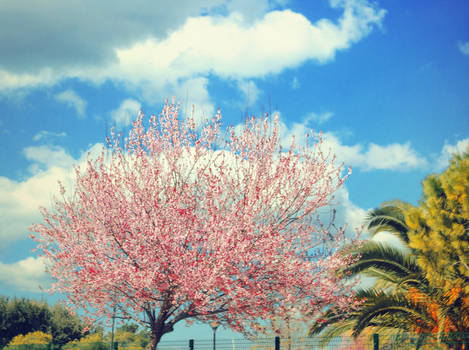 Cherry blossoms