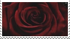rose_by_opurplemoon_ddft8bt-fullview.png