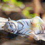 White Tiger at Audubon Zoo