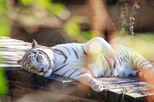 White Tiger at Audubon Zoo