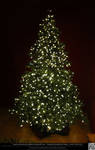 Undecorated Lit/Lighted Christmas Tree by DamselStock