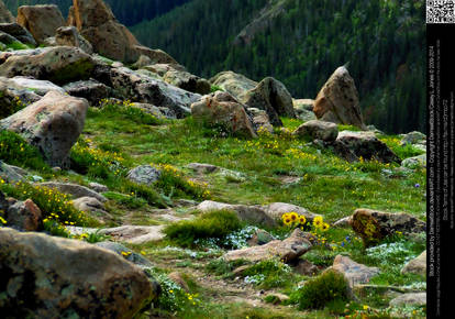 Alpine Tundra and Wildflowers