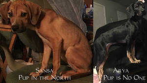 Meet Sansa and Arya