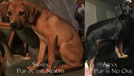 Meet Sansa and Arya