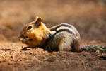 Chipmunk by N-Fphotography