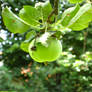 apple on tree