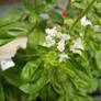 White Flower