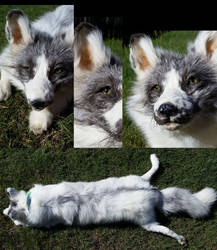 Marble Fox for sale