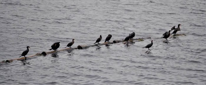 Phalacrocorax auritus'