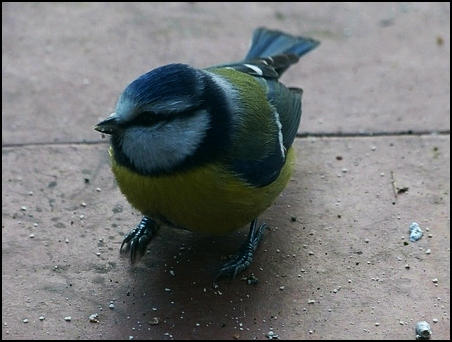 Cyanistes caeruleus