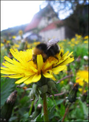 Hummel