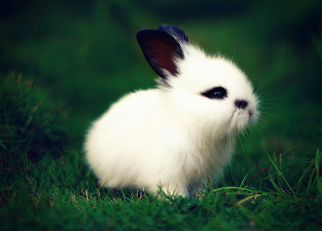 the whitest rabbit alive..