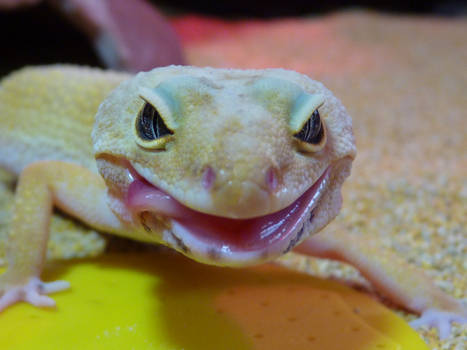 Leopard gecko tongue