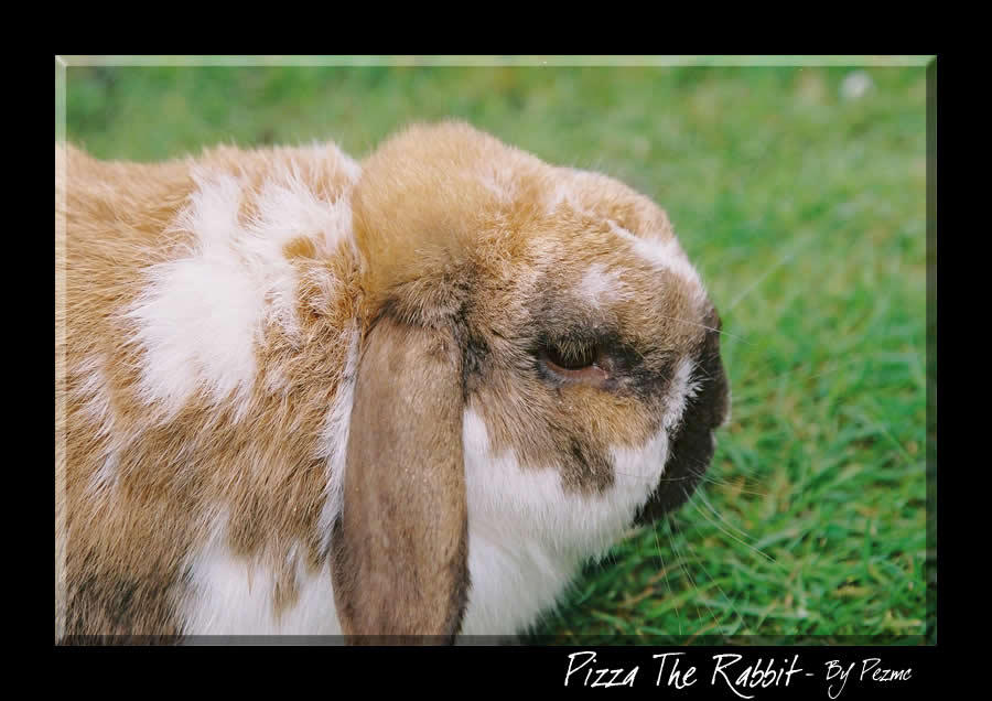 Pizza The Rabbit by Pezmc on DeviantArt