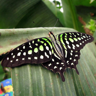 Green Butterfly