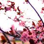 Cherry Blossoms 2