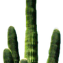 PNG Cactus