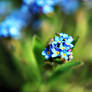 Forget-me-not