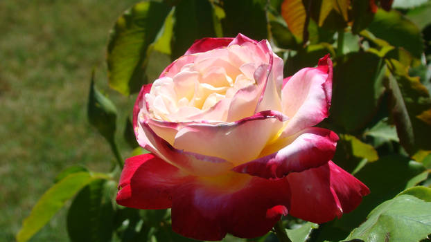 Multicolour rose