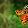 Butterfly on Thistle