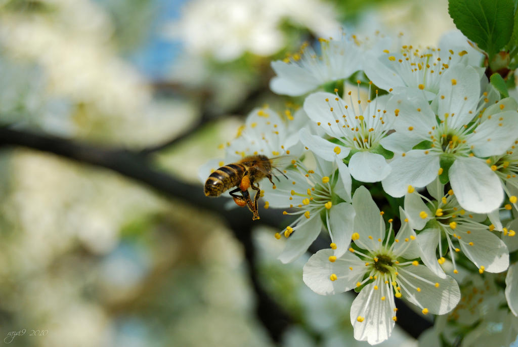 Flying bee