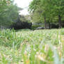 Prato...il verde... - Green...