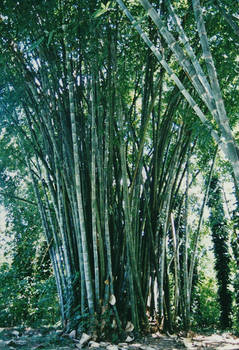 bamboo