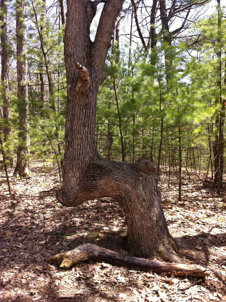 The Mangled Tree by sawyerthelonewolf on DeviantArt