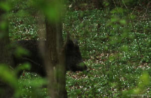 Wild Boar (sus scrofa) - April 2025