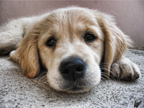 Golden retriever puppy