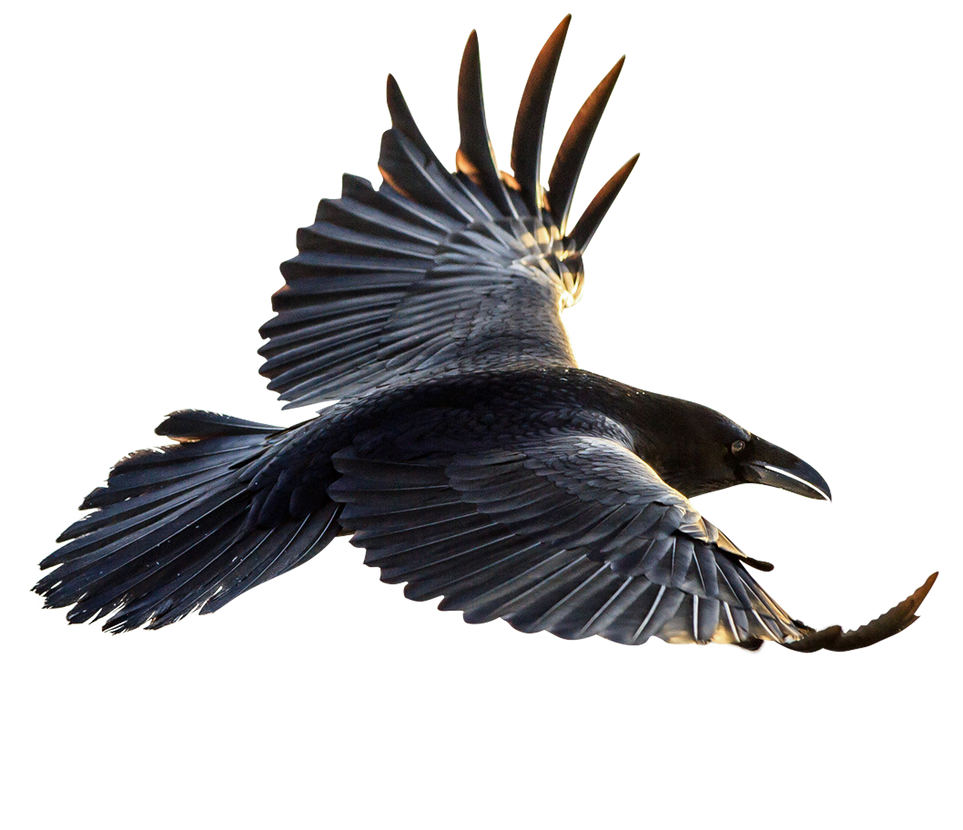 unrestricted hq raven 4 by aio350 on DeviantArt