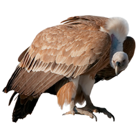unrestricted hq vulture 2