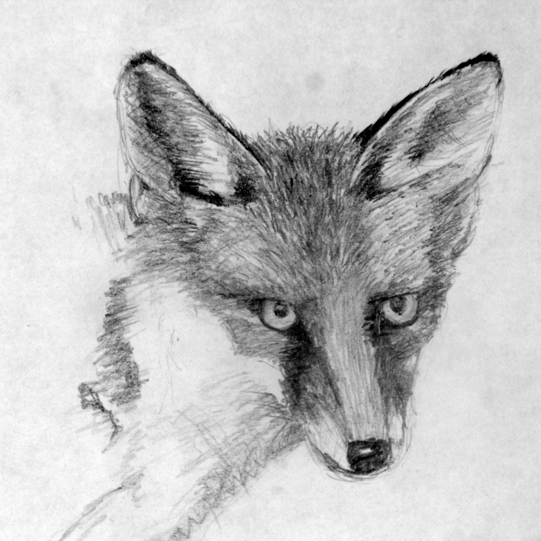 Fox Sketch