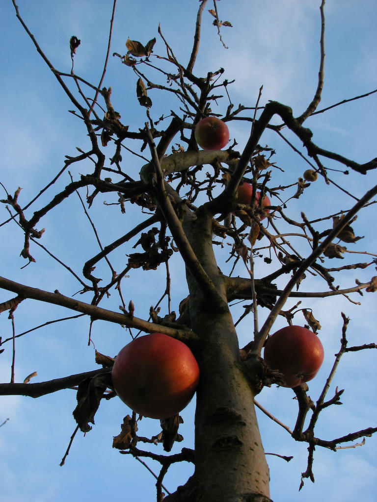 Jack and the magic appletree by sparkica on DeviantArt