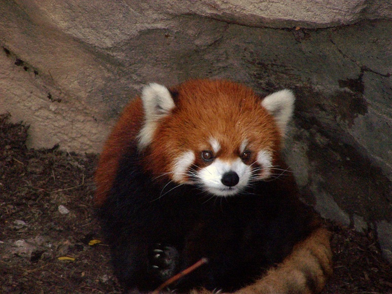 red panda