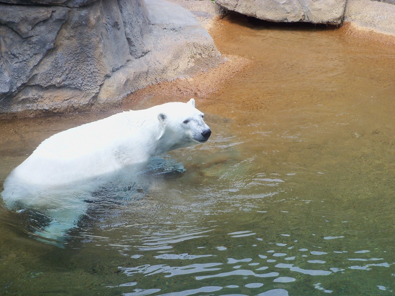 polar bear