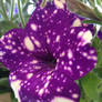 Purple and White Flecked Petunia