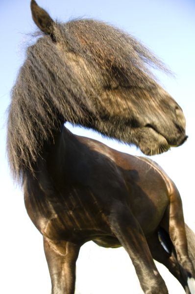 just another horse