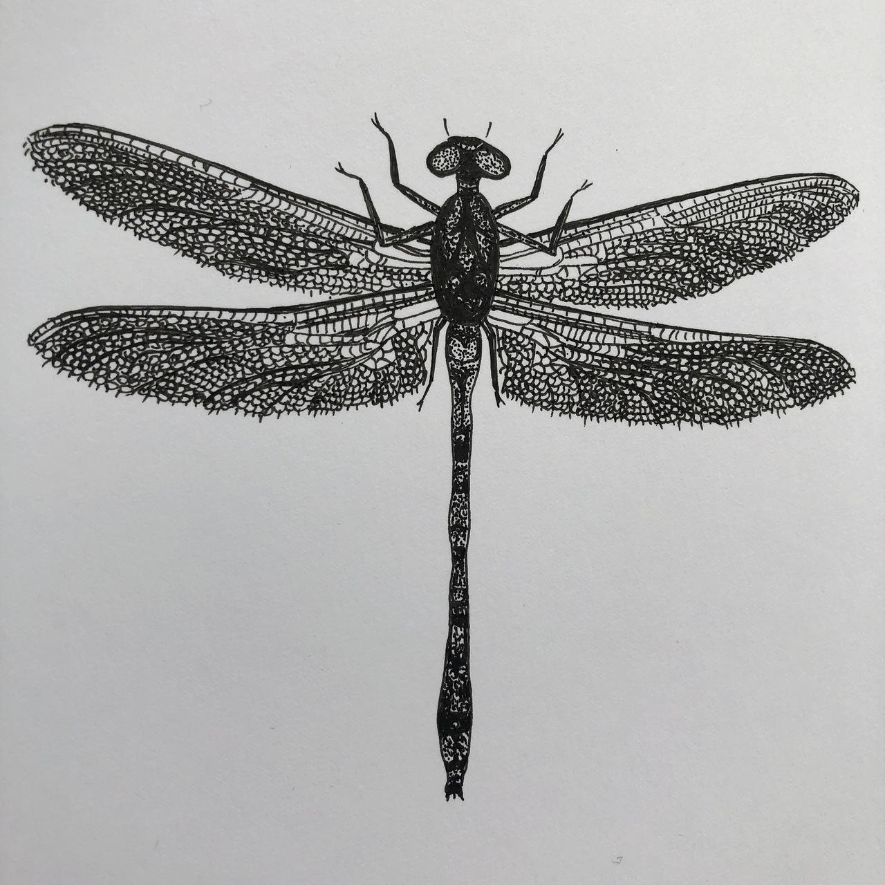 Fly Ink Draw Drawing A Dragonfly Stippling With Pen And Ink, 48% OFF
