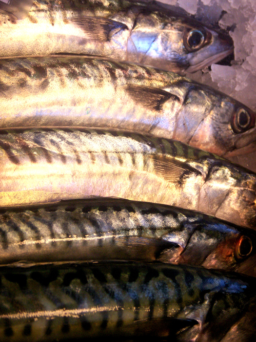 Mackerel