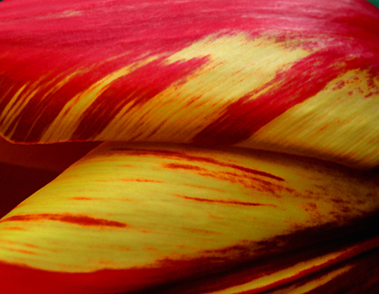 Tulipa 4