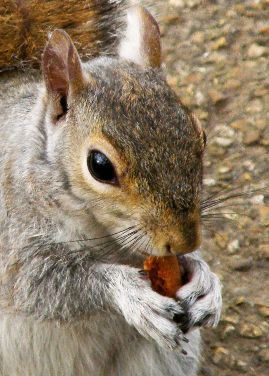 Big squirrel