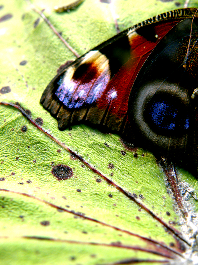 Butterfly 1