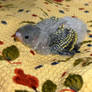 baby parakeet 2