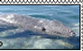 Gray Whale Stamp