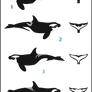 Orca Adoptables Lot #6 (closed)