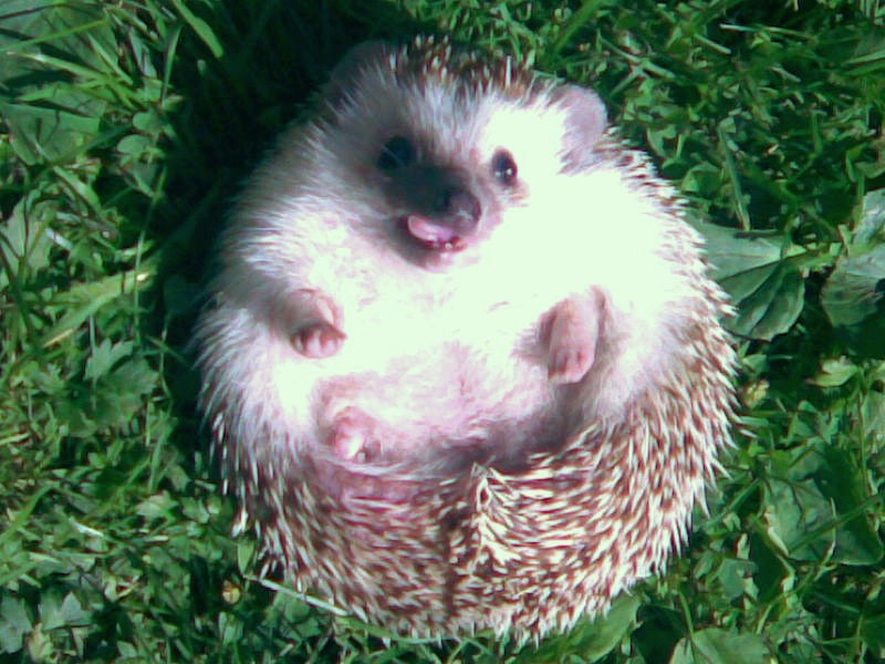 Hedgehog