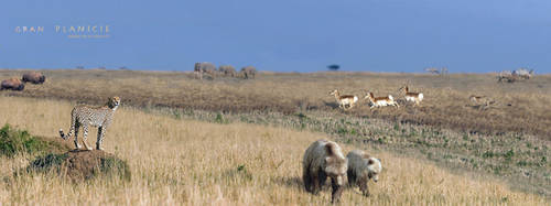 rewilding north america plains