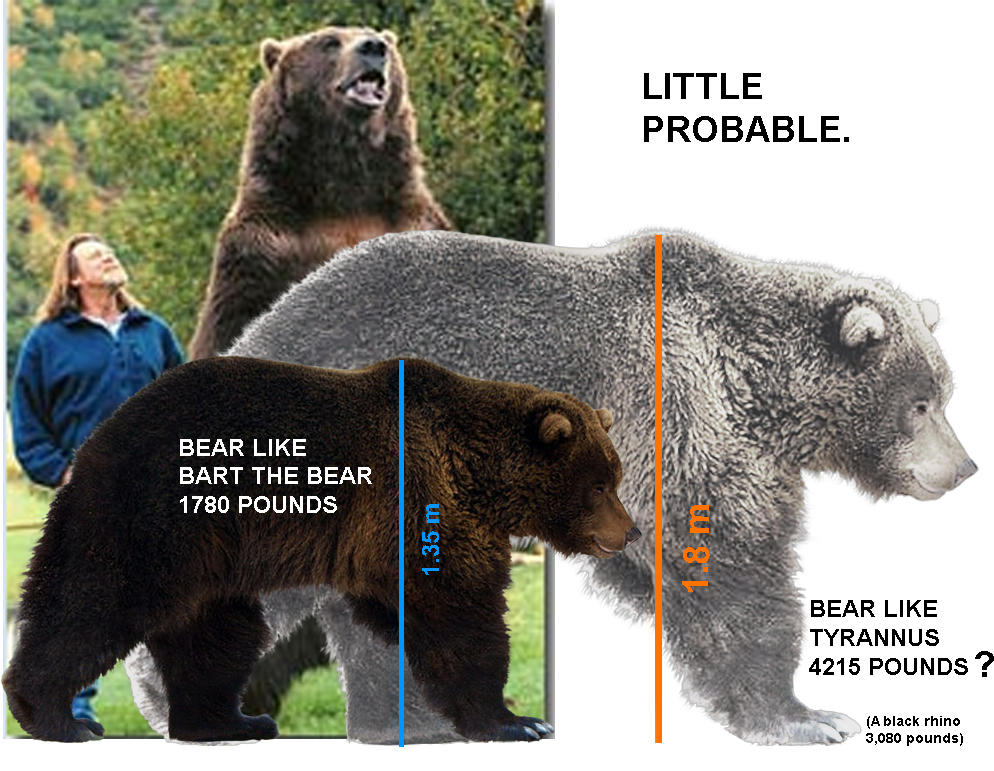 Какой медведь сильнее. Гризли и бурый медведь отличия размер. Сибирский бурый медведь vs Кадьяк. Медведь Гризли и Гималайский медведь сравнение. Медведь Кадьяк и белый медведь.